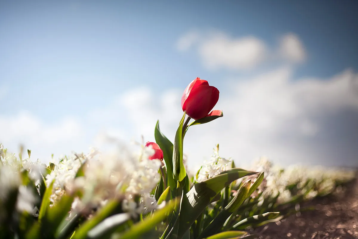 Dutch Rebels, des fleurs en rébellion dutch rebels des fleurs en rebellion 4 dutch-rebels-des-fleurs-en-rebellion-4