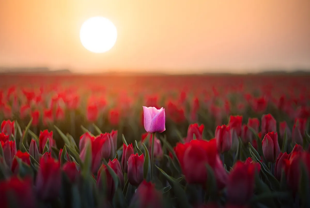 Dutch Rebels, des fleurs en rébellion dutch rebels des fleurs en rebellion 5 dutch-rebels-des-fleurs-en-rebellion-5