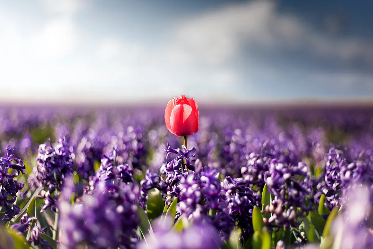 Dutch Rebels, des fleurs en rébellion dutch rebels des fleurs en rebellion 6 dutch-rebels-des-fleurs-en-rebellion-6