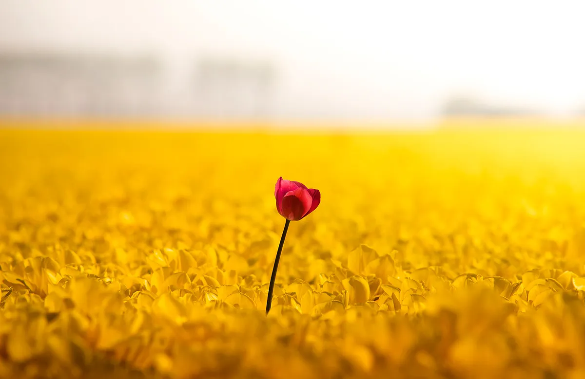 Dutch Rebels, des fleurs en rébellion dutch rebels des fleurs en rebellion 7 dutch-rebels-des-fleurs-en-rebellion-7