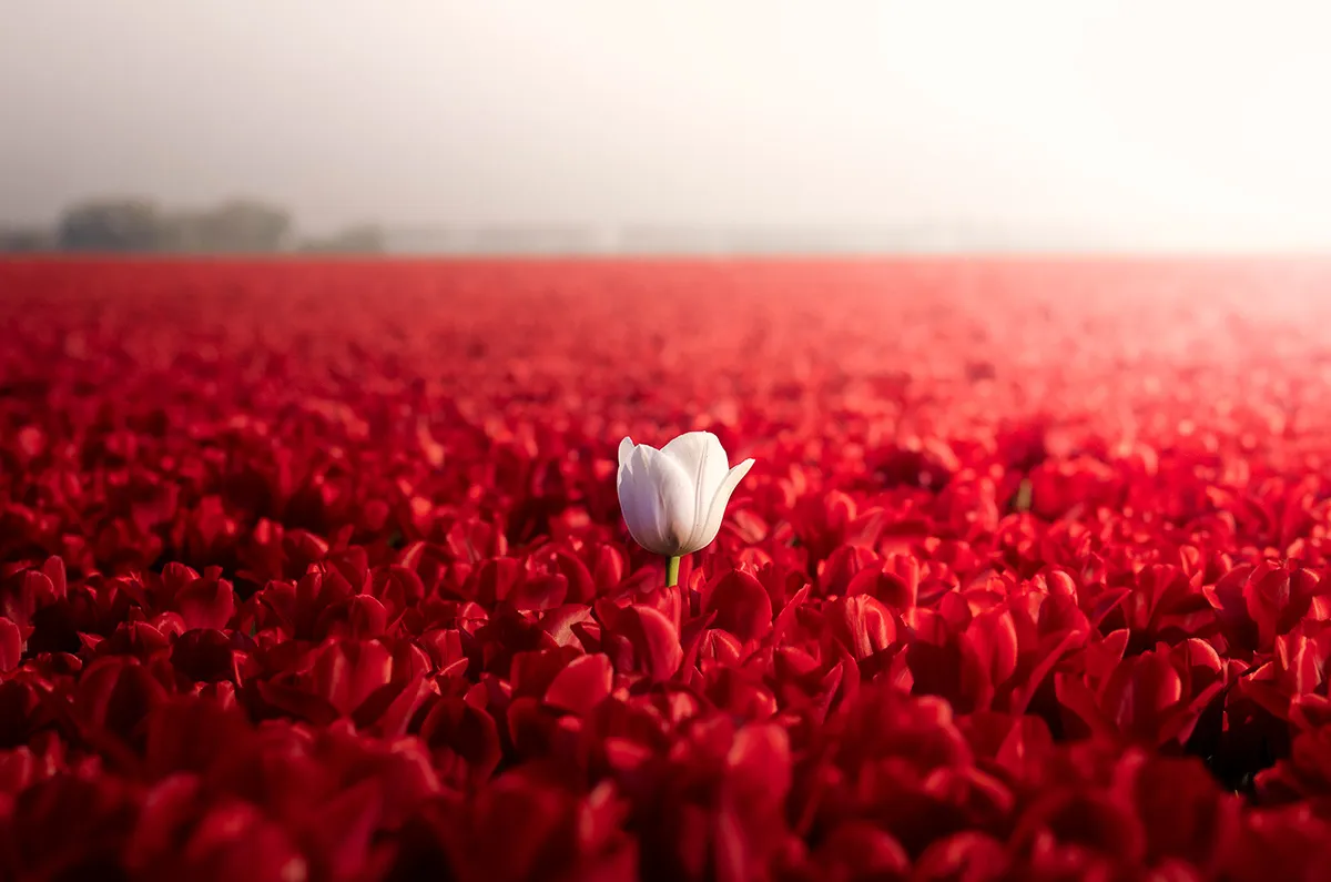 Dutch Rebels, des fleurs en rébellion dutch rebels des fleurs en rebellion 8 dutch-rebels-des-fleurs-en-rebellion-8