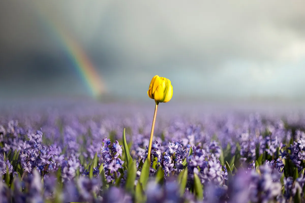 Dutch Rebels, des fleurs en rébellion dutch rebels des fleurs en rebellion 9 dutch-rebels-des-fleurs-en-rebellion-9