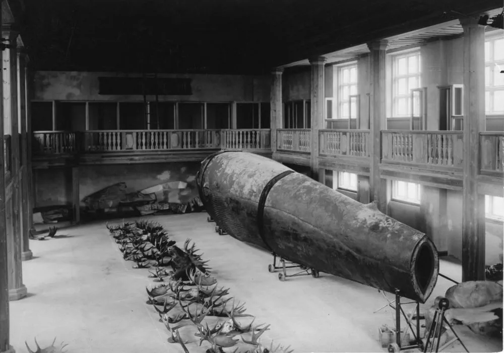 La baleine de Malm, la seule taxidermie de baleine au monde la baleine de malm la seule taxidermie de baleine au monde 6 la-baleine-de-malm-la-seule-taxidermie-de-baleine-au-monde-6