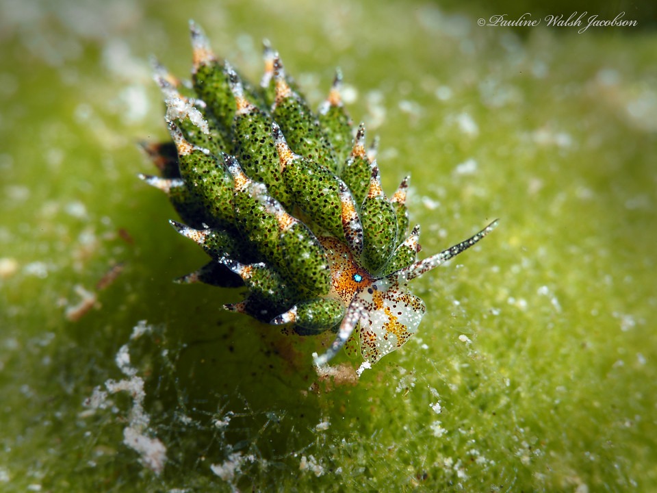 Le mouton de mer : la mini-limace qui vole des chloroplastes (et le cœur des plongeurs) Costasiella kuroshimae limace de mer mouton de mer 2 Costasiella-kuroshimae-limace-de-mer-mouton-de-mer-2.