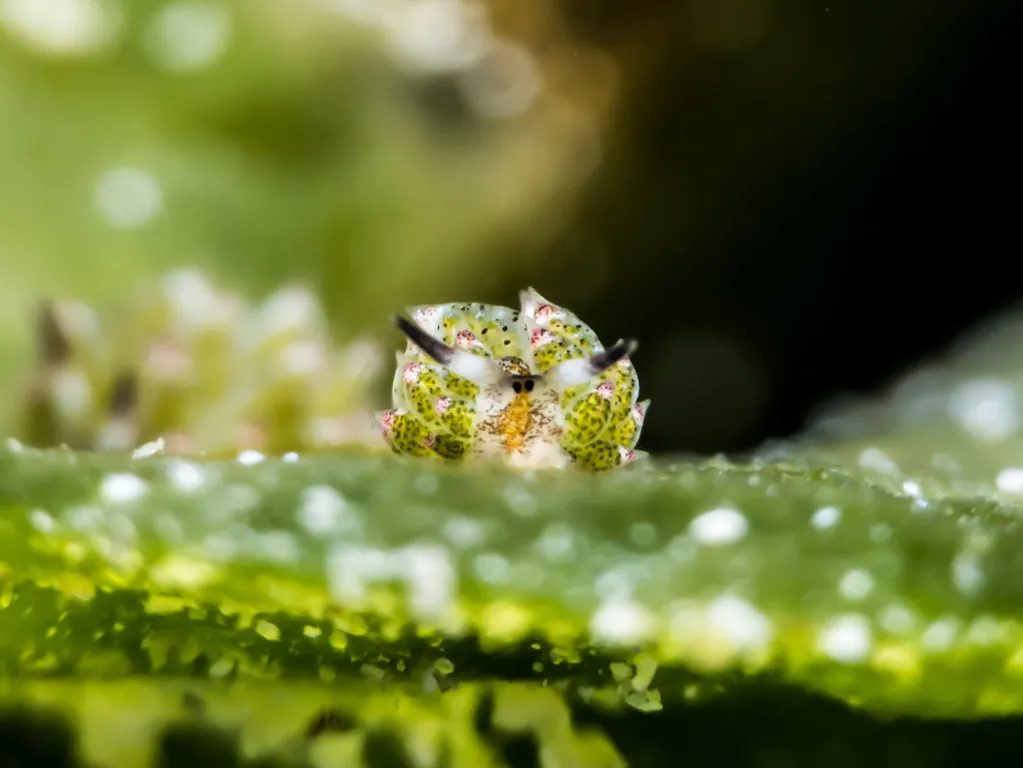 Le mouton de mer : la mini-limace qui vole des chloroplastes (et le cœur des plongeurs) Costasiella kuroshimae limace de mer mouton de mer 4 Costasiella-kuroshimae-limace-de-mer-mouton-de-mer-4