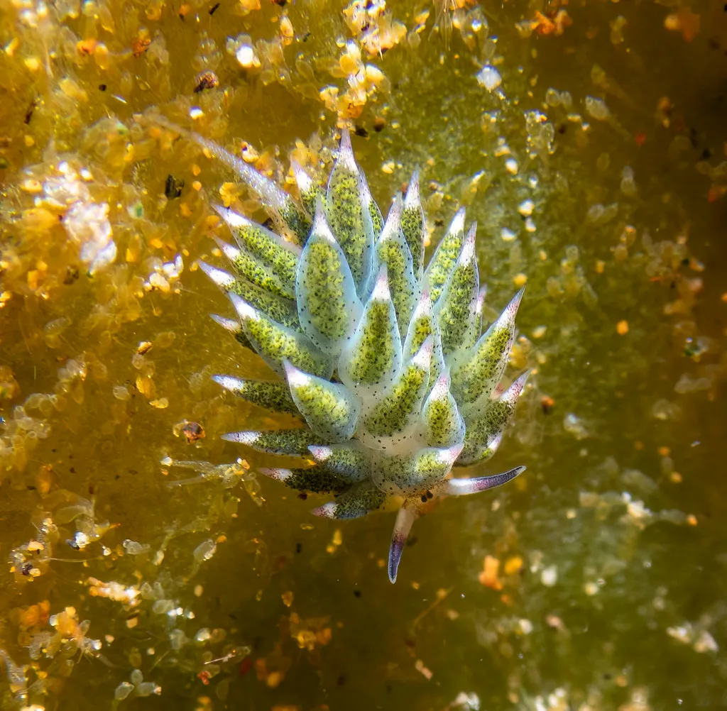 Le mouton de mer : la mini-limace qui vole des chloroplastes (et le cœur des plongeurs) Costasiella kuroshimae limace de mer mouton de mer 5 Costasiella-kuroshimae-limace-de-mer-mouton-de-mer-5