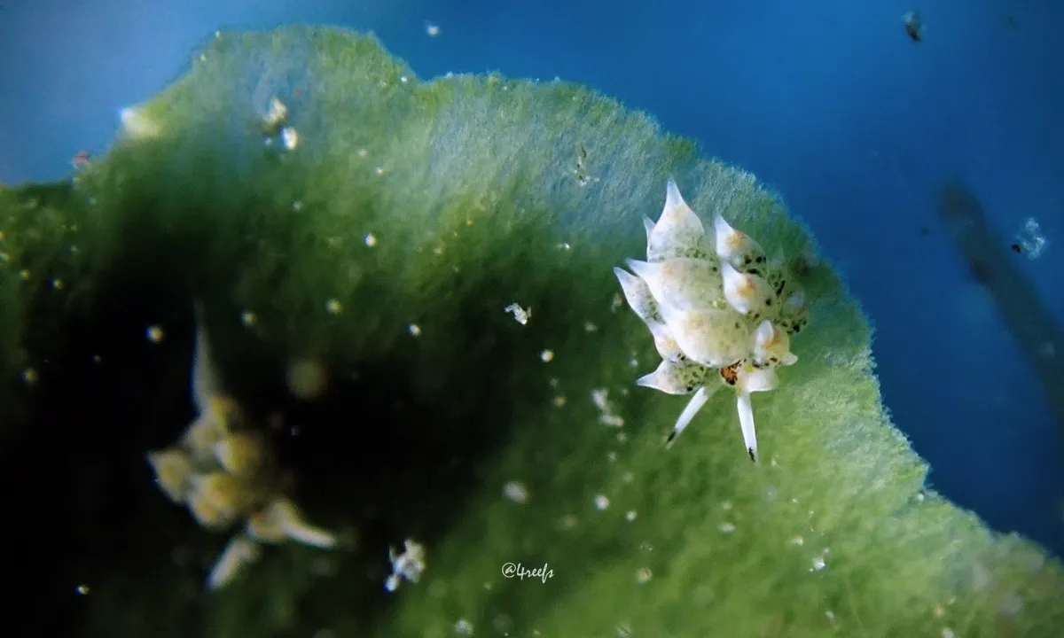 Le mouton de mer : la mini-limace qui vole des chloroplastes (et le cœur des plongeurs) Costasiella kuroshimae limace de mer mouton de mer 6 Costasiella-kuroshimae-limace-de-mer-mouton-de-mer-6