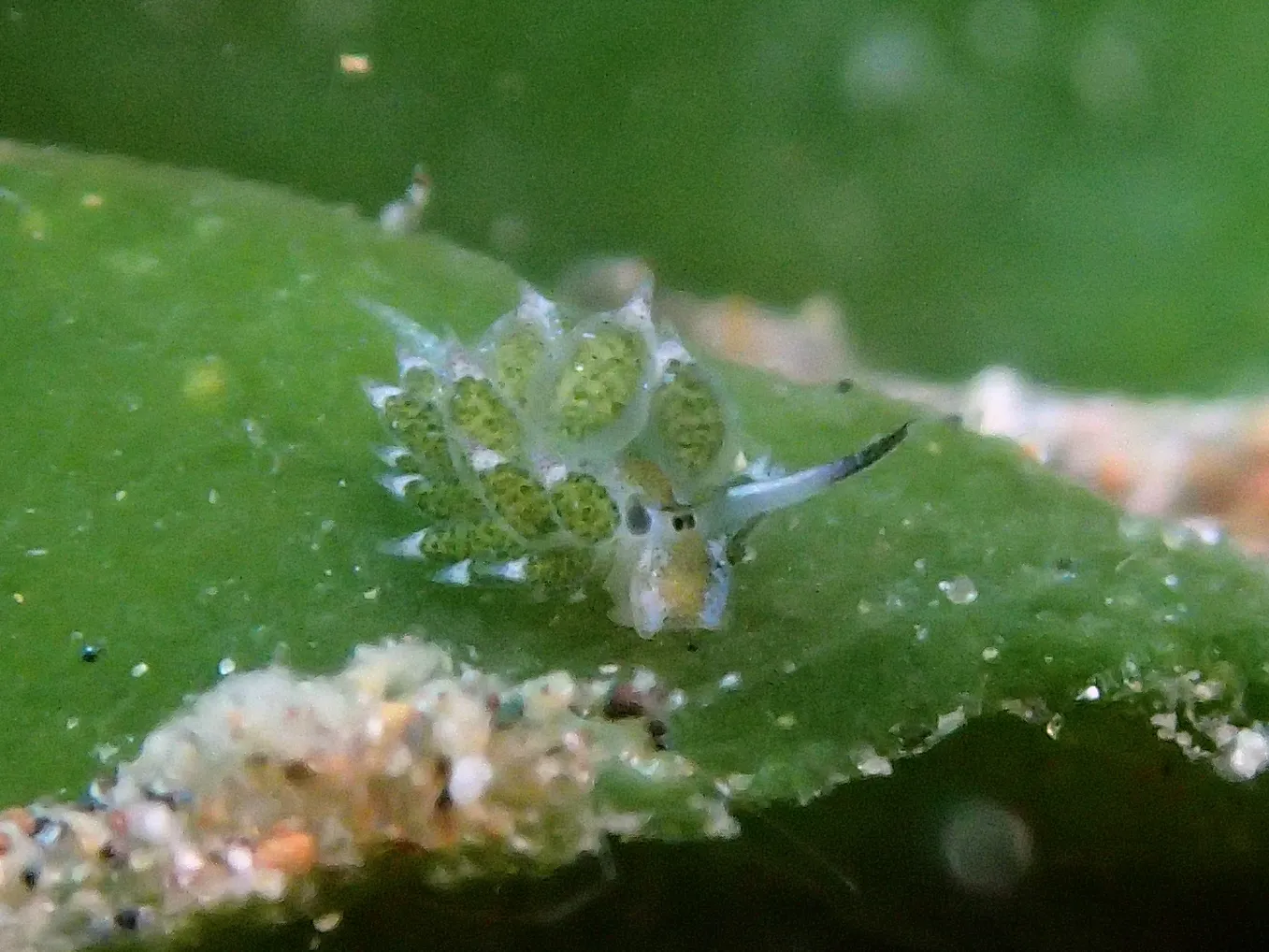 Le mouton de mer : la mini-limace qui vole des chloroplastes (et le cœur des plongeurs) Costasiella kuroshimae limace de mer mouton de mer 9 Costasiella-kuroshimae-limace-de-mer-mouton-de-mer-9