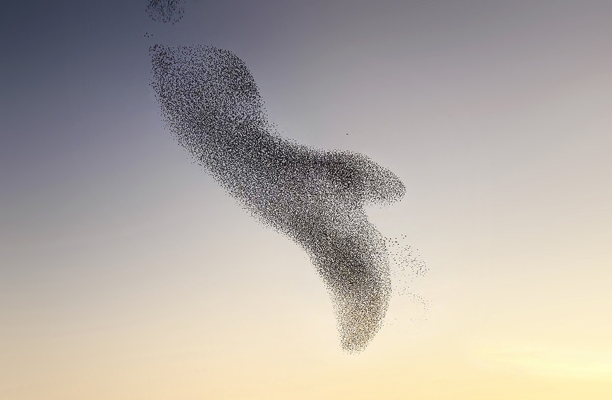 Des créatures formées par les murmurations d'étourneaux des creatures formees par les murmurations d etourneaux 1 des-creatures-formees-par-les-murmurations-d-etourneaux-1