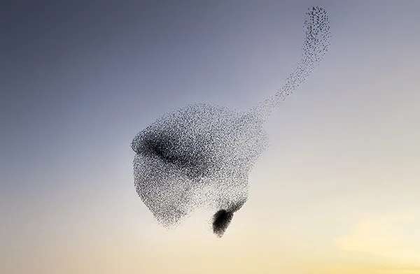 Des créatures formées par les murmurations d'étourneaux des creatures formees par les murmurations d etourneaux 3 des-creatures-formees-par-les-murmurations-d-etourneaux-3