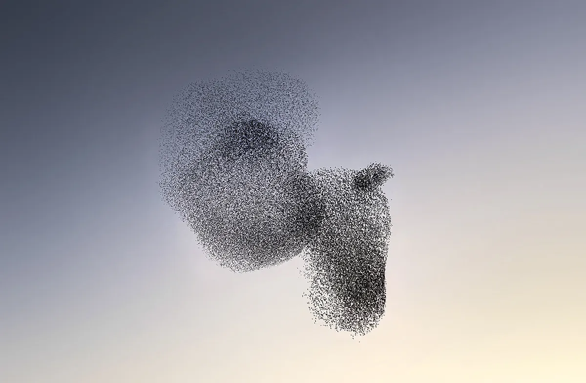 Des créatures formées par les murmurations d'étourneaux des creatures formees par les murmurations d etourneaux 4 des-creatures-formees-par-les-murmurations-d-etourneaux-4