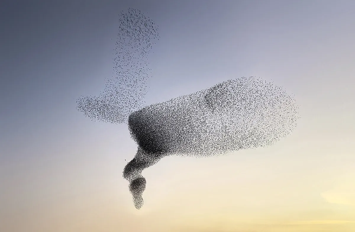 Des créatures formées par les murmurations d'étourneaux des creatures formees par les murmurations d etourneaux 5 des-creatures-formees-par-les-murmurations-d-etourneaux-5