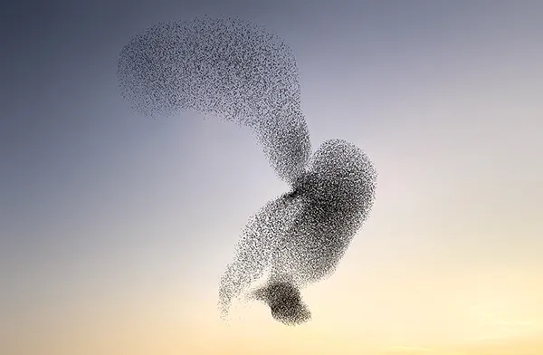 Des créatures formées par les murmurations d'étourneaux des creatures formees par les murmurations d etourneaux 7 des-creatures-formees-par-les-murmurations-d-etourneaux-7