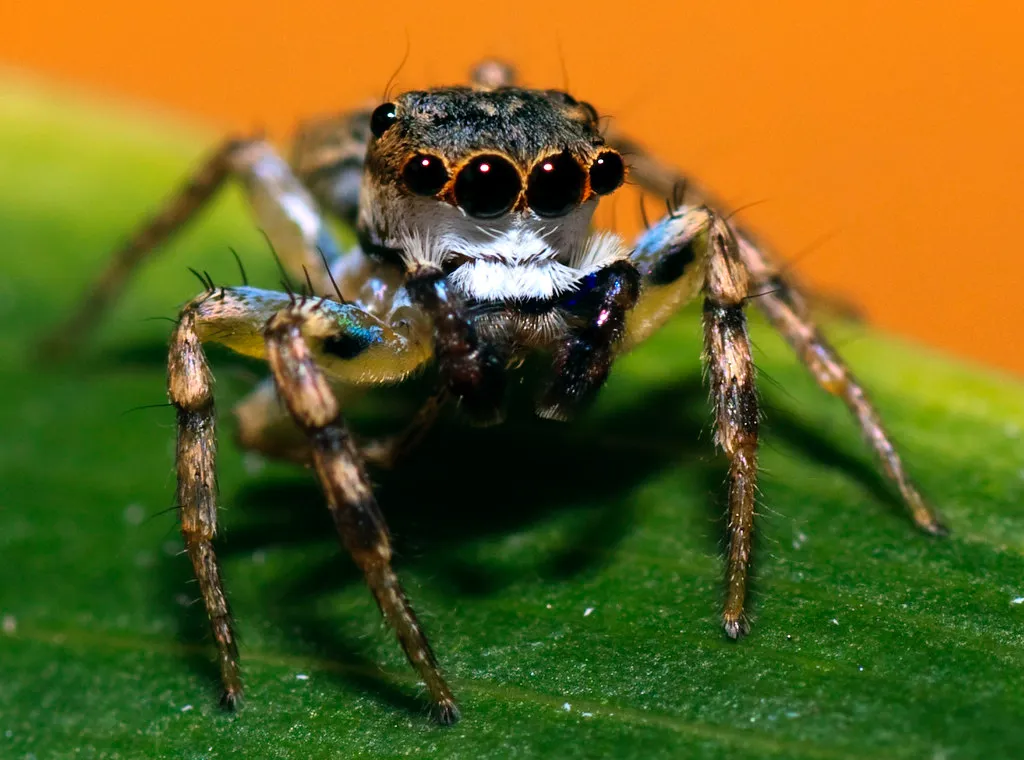 L' araignée paon, une araignée avec une cape de super héro colorée l araignee paon une araignee avec une cape de super hero coloree 2 l-araignee-paon-une-araignee-avec-une-cape-de-super-hero-coloree-2