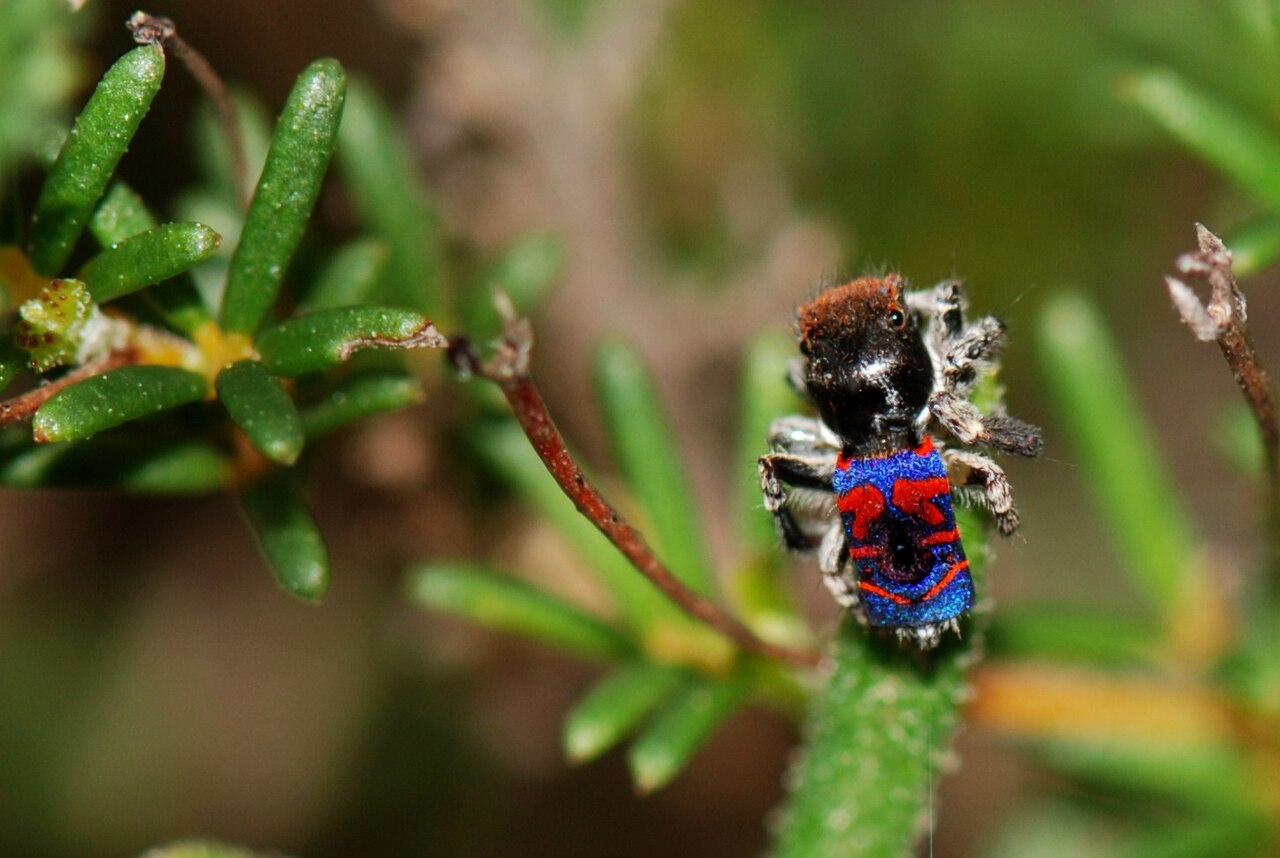 maratus mungaich araignee paon Maratus mungaich, araignée paon australienne