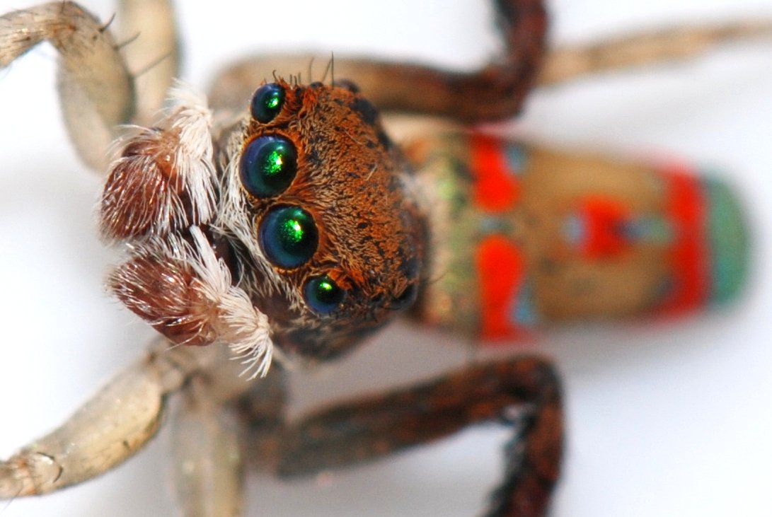 maratus pavonis araignee paon Maratus pavonis, autre espèce d’araignée paon australienne