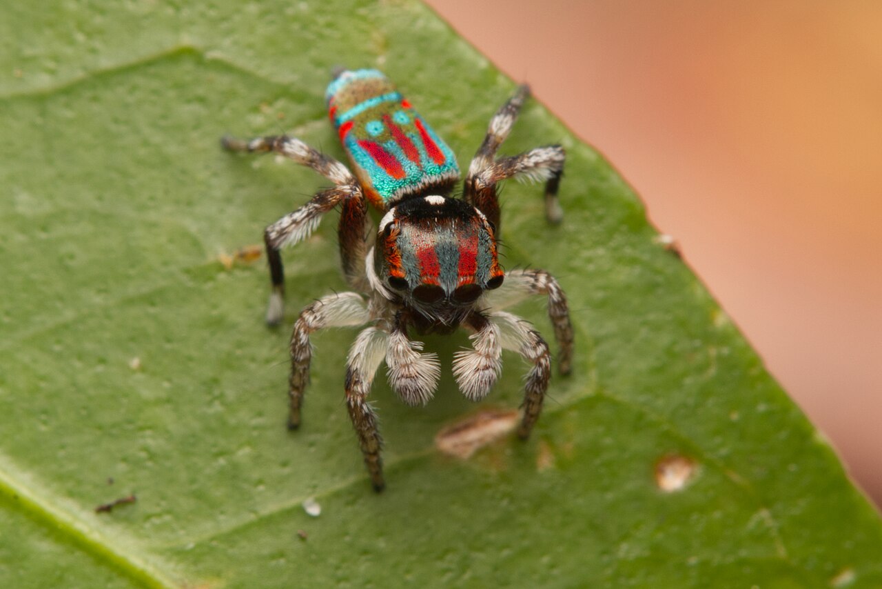 maratus volans araignee paon australie Maratus volans, araignée paon australienne