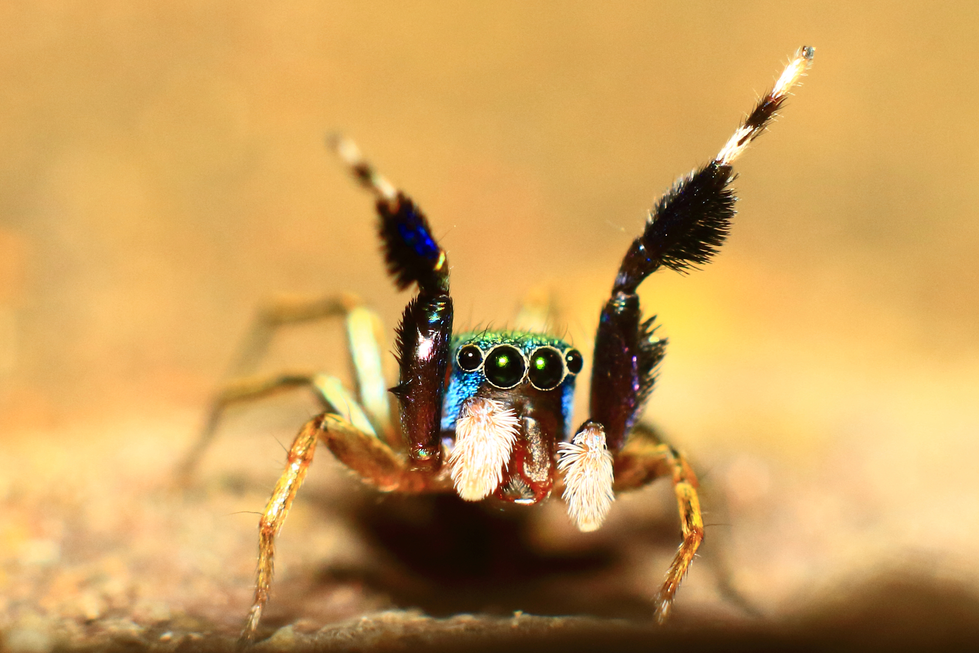 yeux araignee sauteuse macro Gros plan sur les yeux d’une araignée sauteuse
