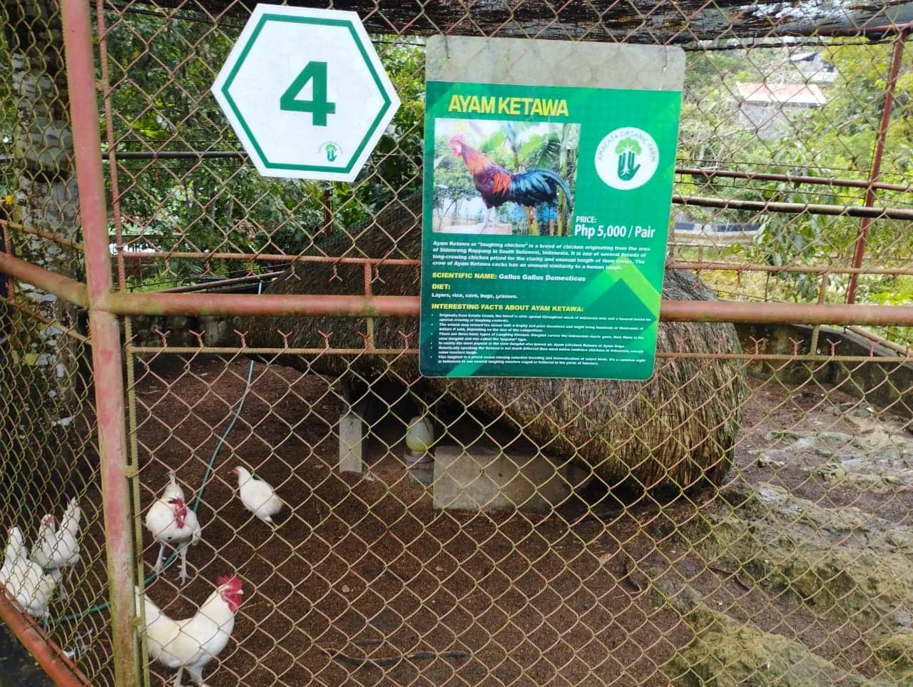 Ayam Ketawa Ayam Ketawa