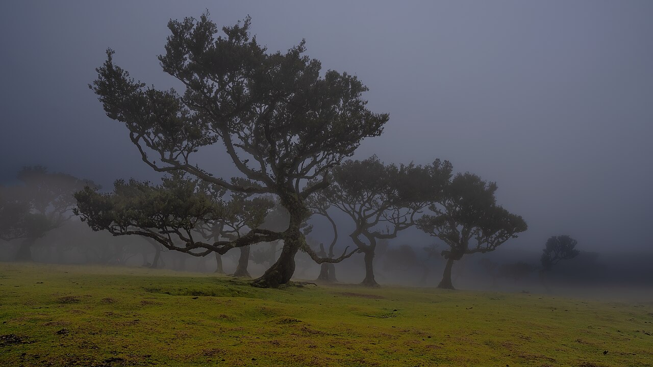 foret fanal madere brume Vieux arbres de la forêt de Fanal dans la brume à Madère