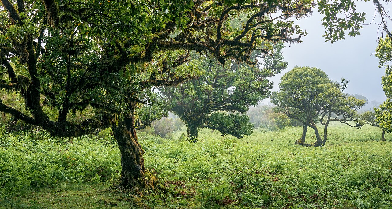 foret fanal madere laurissilva fougeres Forêt de Fanal à Madère avec arbres moussus et fougères