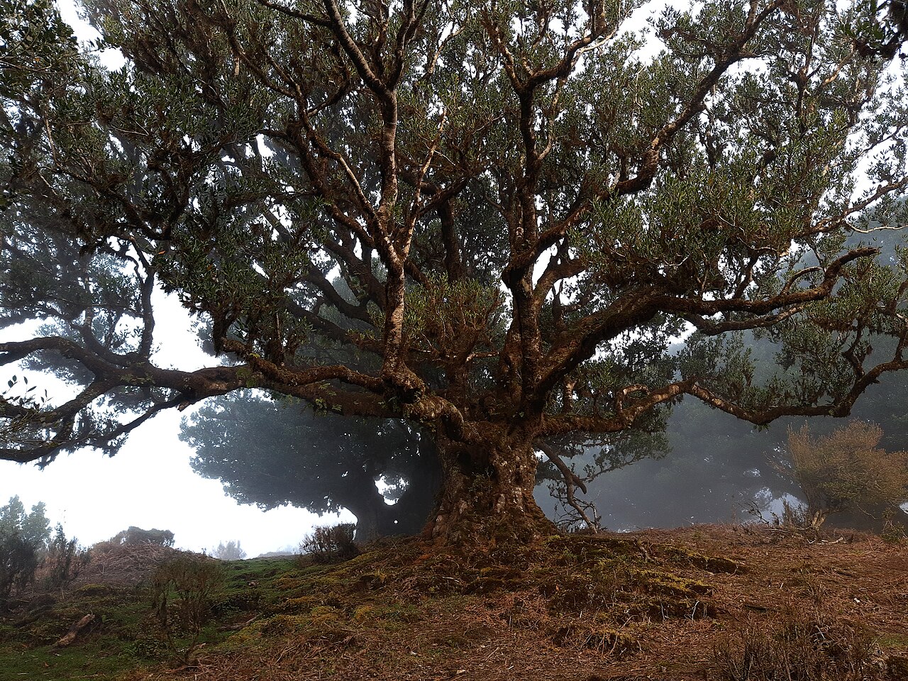 grand laurier fanal madere Grand laurier de Fanal à Madère avec la brume qui arrive