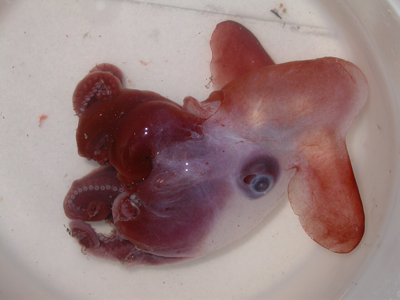 Grimpoteuthis discoveryi, une espèce de pieuvre Dumbo des grands fonds Grimpoteuthis discoveryi, une espèce de pieuvre Dumbo des grands fonds