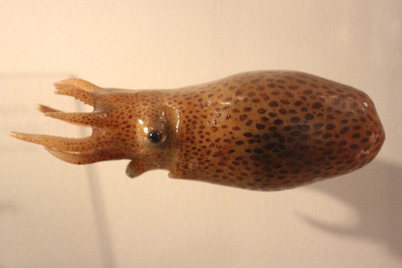 Modèle de Japetella diaphana, pieuvre pélagique des grands fonds Modèle de Japetella diaphana, pieuvre pélagique des grands fonds