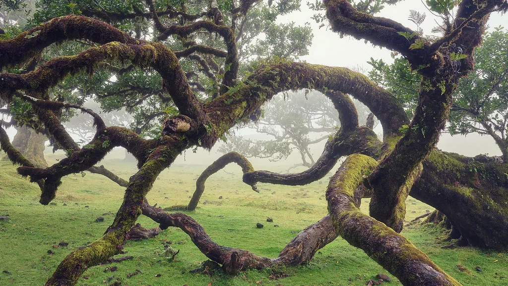 La féérique forêt de Fanal et ses lauriers tordus à Madère la feerique foret de fanal et ses lauriers tordus a madere 11 la-feerique-foret-de-fanal-et-ses-lauriers-tordus-a-madere-11