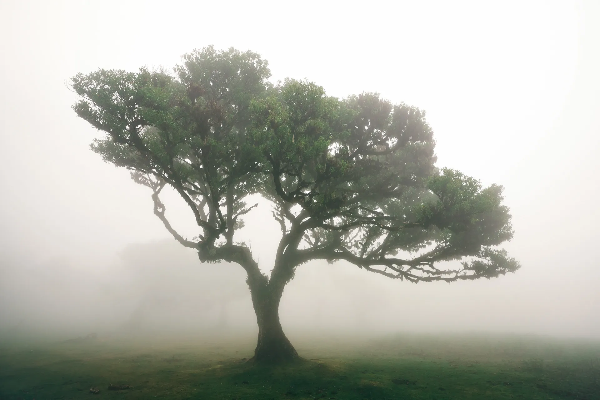 La féérique forêt de Fanal et ses lauriers tordus à Madère la feerique foret de fanal et ses lauriers tordus a madere 2 la-feerique-foret-de-fanal-et-ses-lauriers-tordus-a-madere-2
