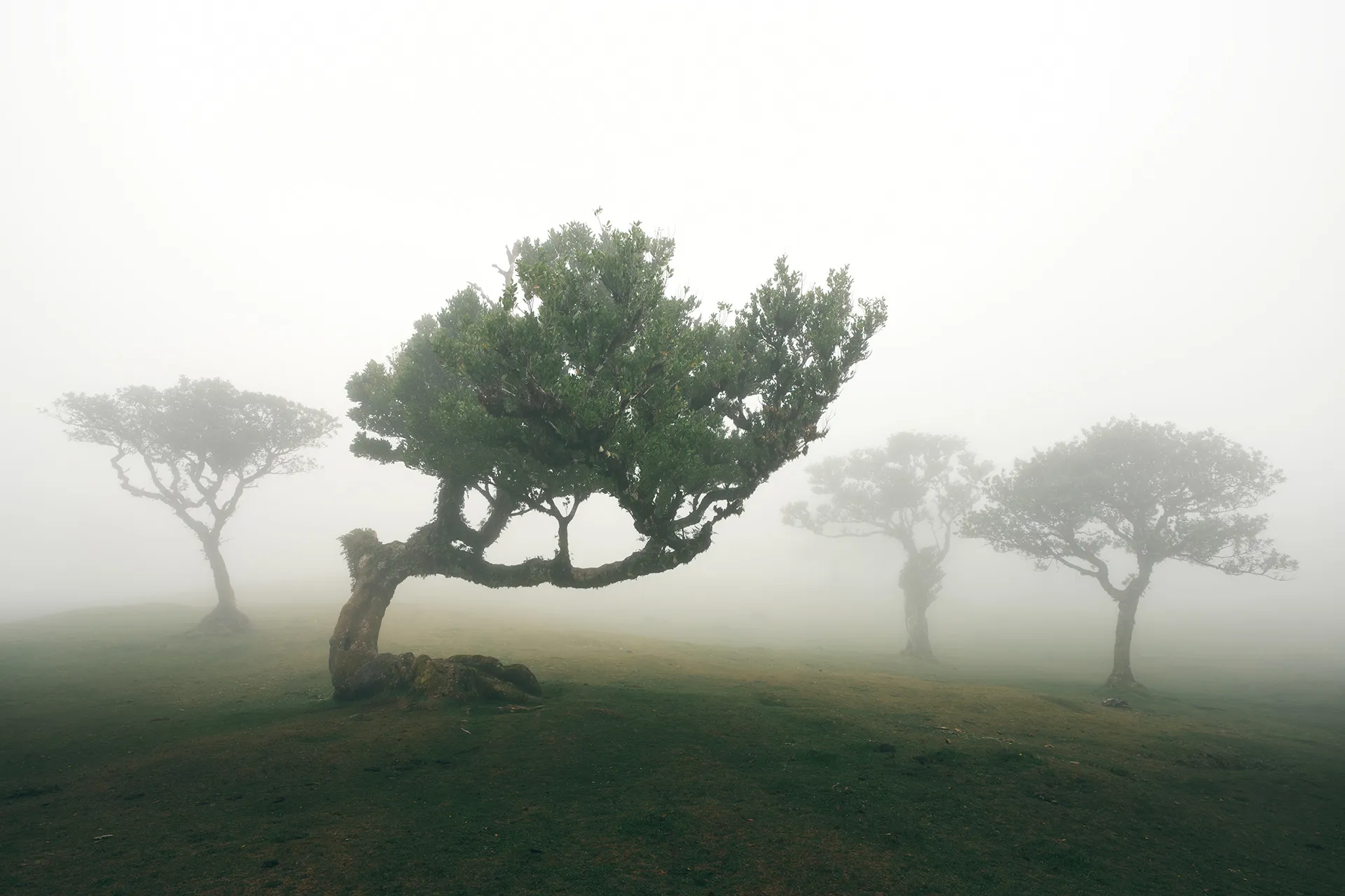 La féérique forêt de Fanal et ses lauriers tordus à Madère la feerique foret de fanal et ses lauriers tordus a madere 3 la-feerique-foret-de-fanal-et-ses-lauriers-tordus-a-madere-3