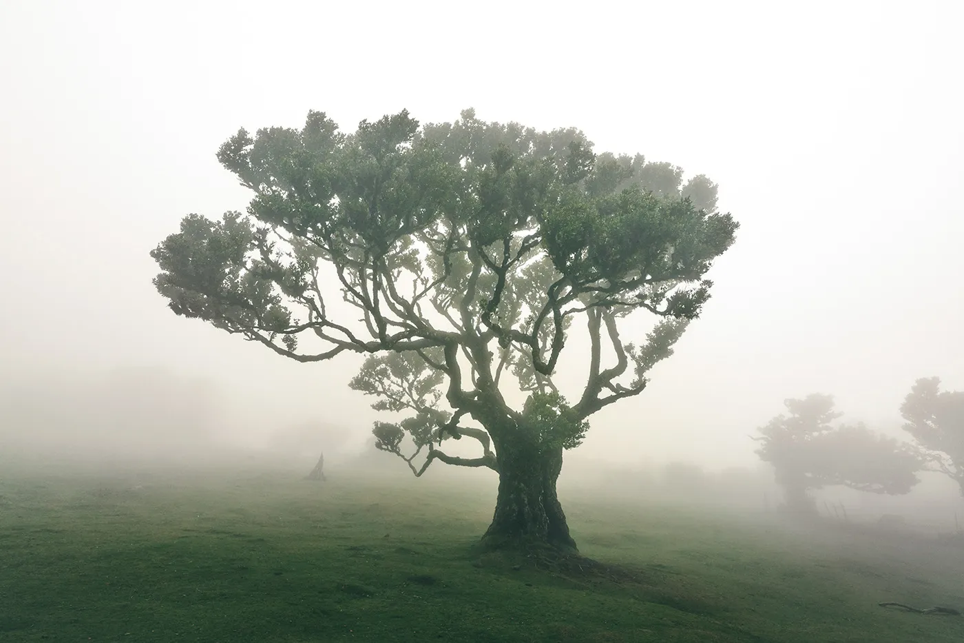 La féérique forêt de Fanal et ses lauriers tordus à Madère la feerique foret de fanal et ses lauriers tordus a madere 5 la-feerique-foret-de-fanal-et-ses-lauriers-tordus-a-madere-5