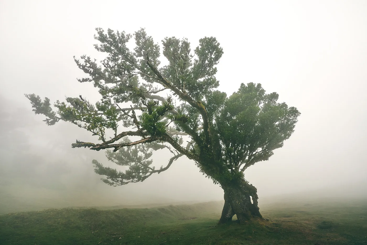 La féérique forêt de Fanal et ses lauriers tordus à Madère la feerique foret de fanal et ses lauriers tordus a madere 6 la-feerique-foret-de-fanal-et-ses-lauriers-tordus-a-madere-6