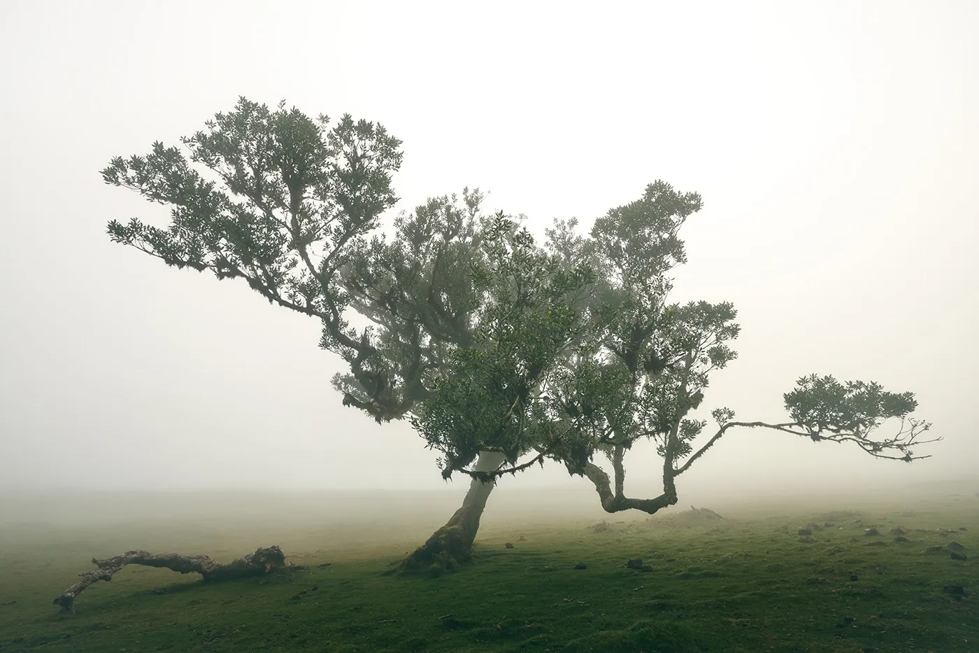 La féérique forêt de Fanal et ses lauriers tordus à Madère la feerique foret de fanal et ses lauriers tordus a madere 7 la-feerique-foret-de-fanal-et-ses-lauriers-tordus-a-madere-7