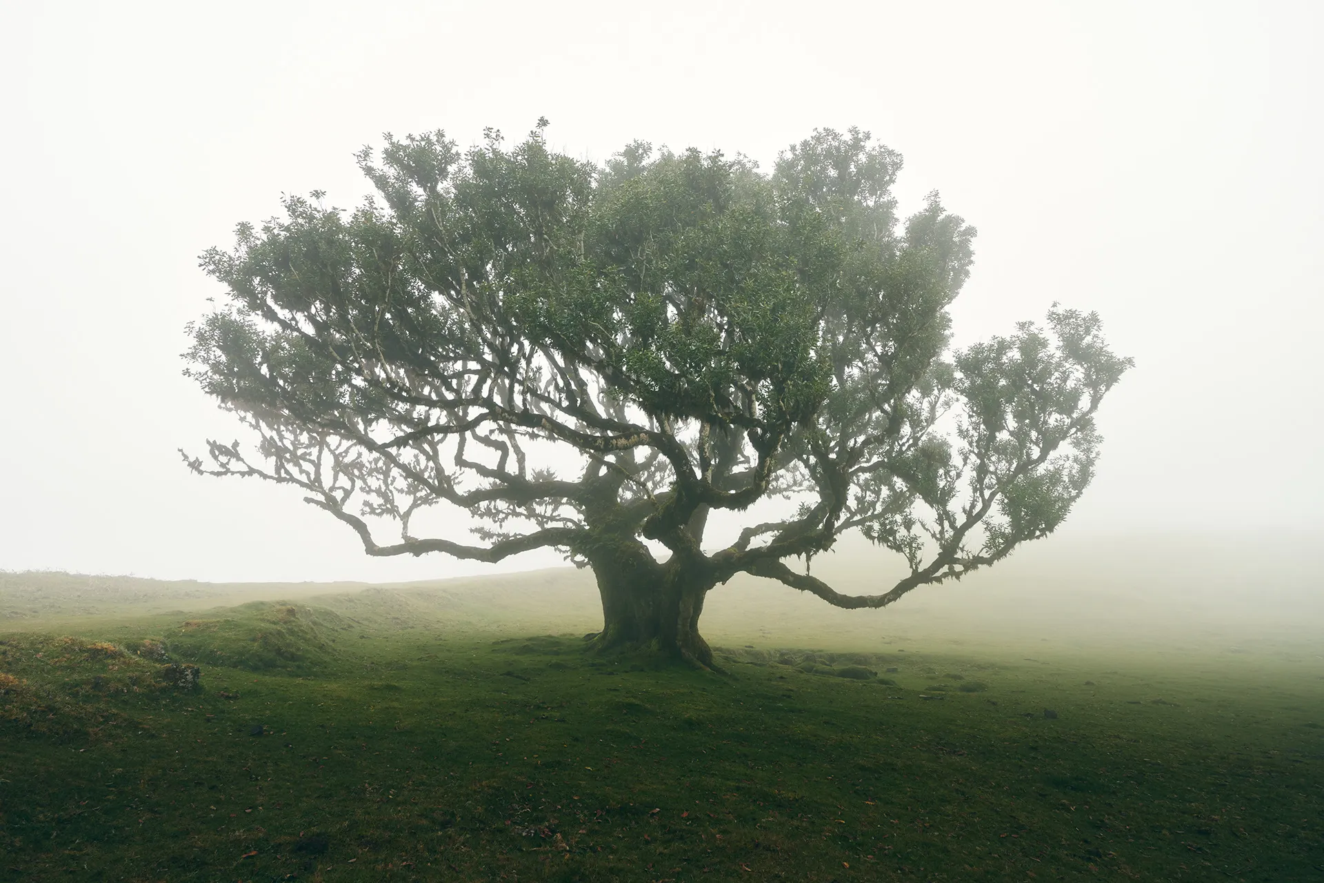 La féérique forêt de Fanal et ses lauriers tordus à Madère la feerique foret de fanal et ses lauriers tordus a madere 9 la-feerique-foret-de-fanal-et-ses-lauriers-tordus-a-madere-9