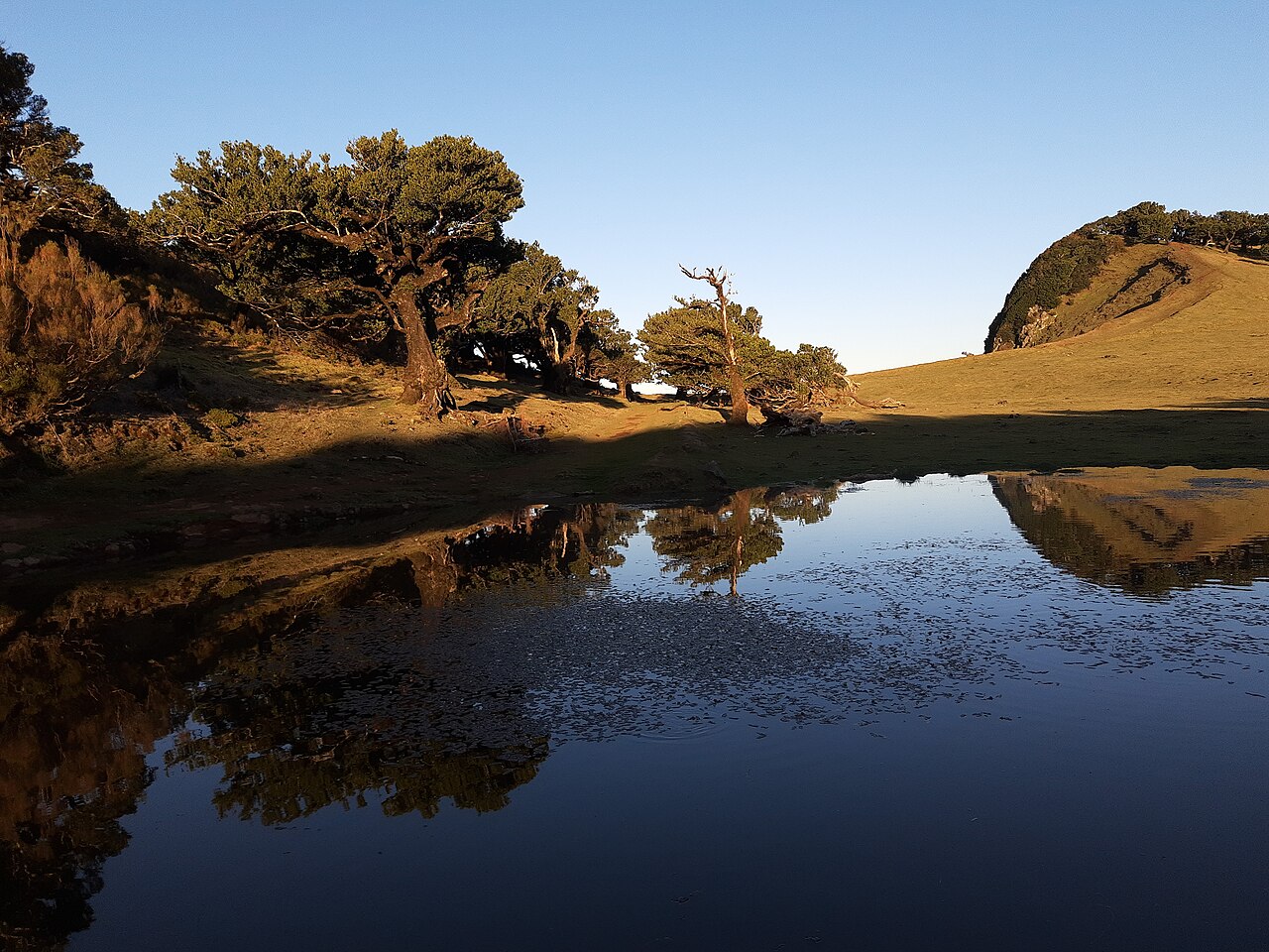 lagune fanal madere Petite lagune de Fanal à Madère