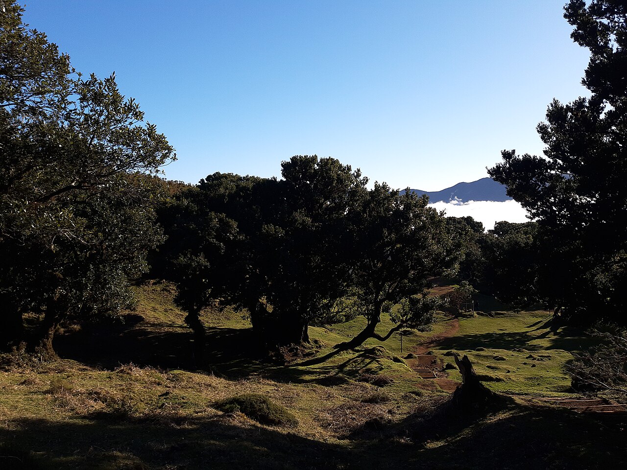 lauriers fanal vallee madere Groupe de lauriers de Fanal devant une vallée à Madère