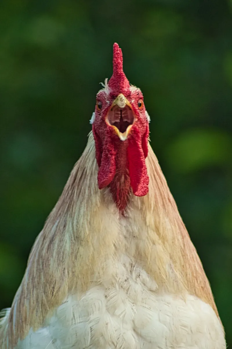 le ayam ketawa le poulet qui rit comme un humain 2 le ayam ketawa le coq qui rit comme un humain 2