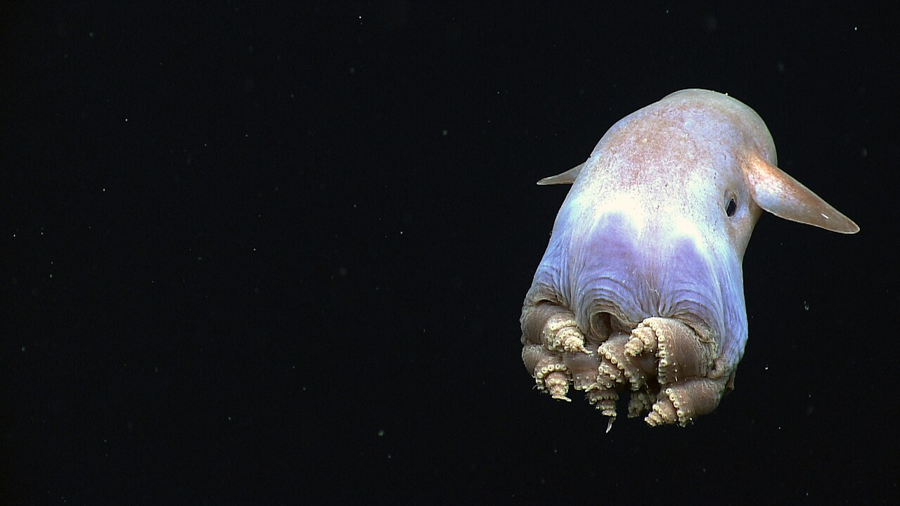 Pieuvre Dumbo Grimpoteuthis nageant dans les profondeurs Pieuvre Dumbo Grimpoteuthis nageant dans les profondeurs