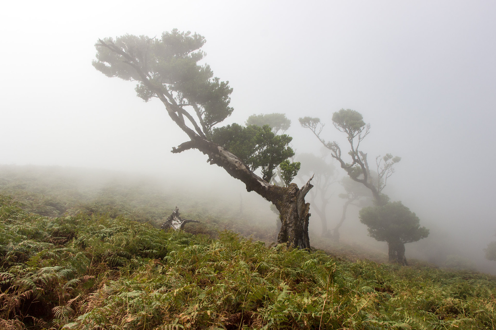 vieux laurier fanal madere Vieux laurier aux branches tordues dans la forêt de Fanal à Madère