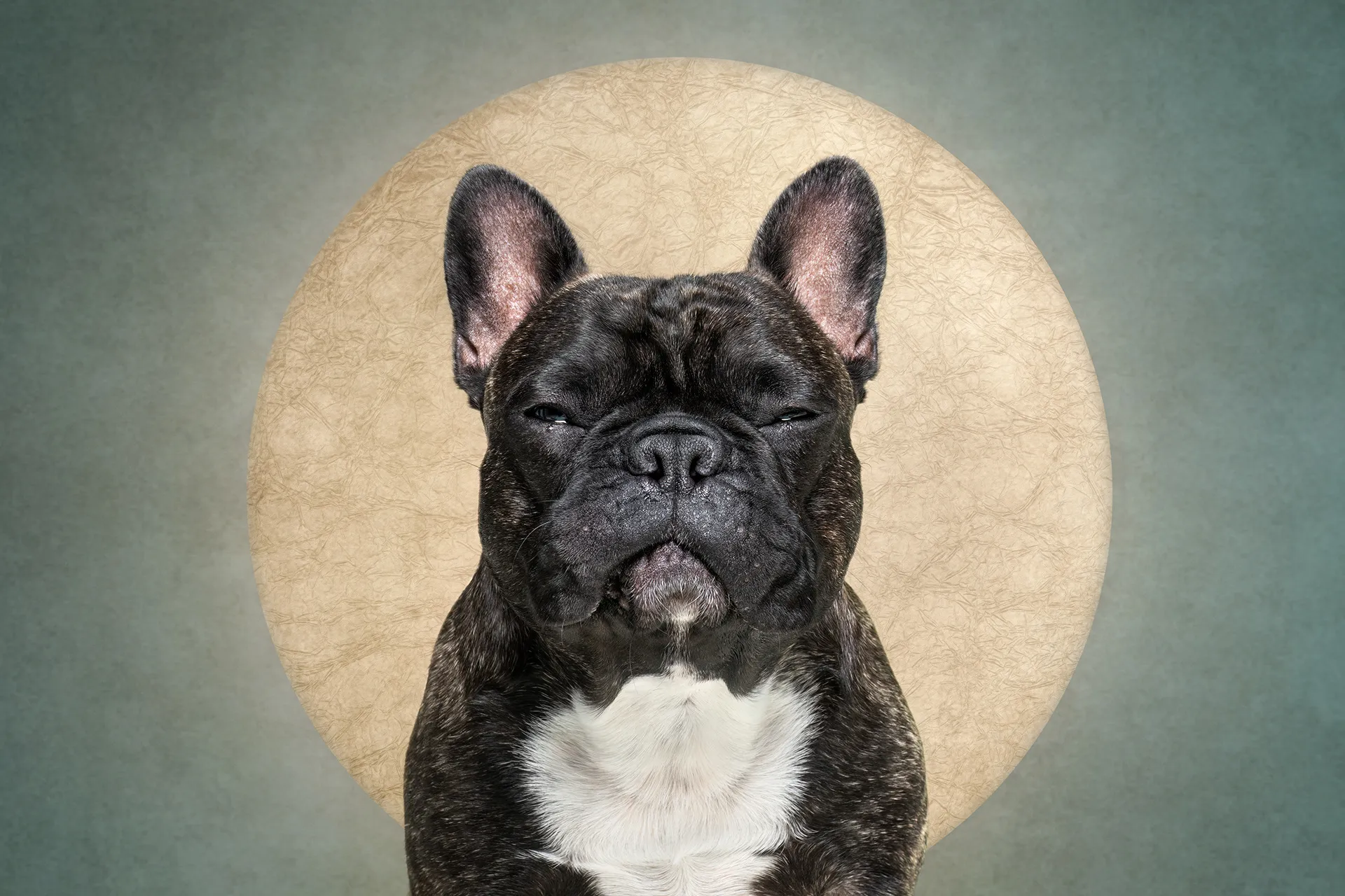 Who cut the cheese? Des portraits de chiens et d'un chat coupable who cut the cheese des portraits de chiens et dun chat coupable 1 bouledogue francais who-cut-the-cheese-des-portraits-de-chiens-et-dun-chat-coupable-1-bouledogue-francais.