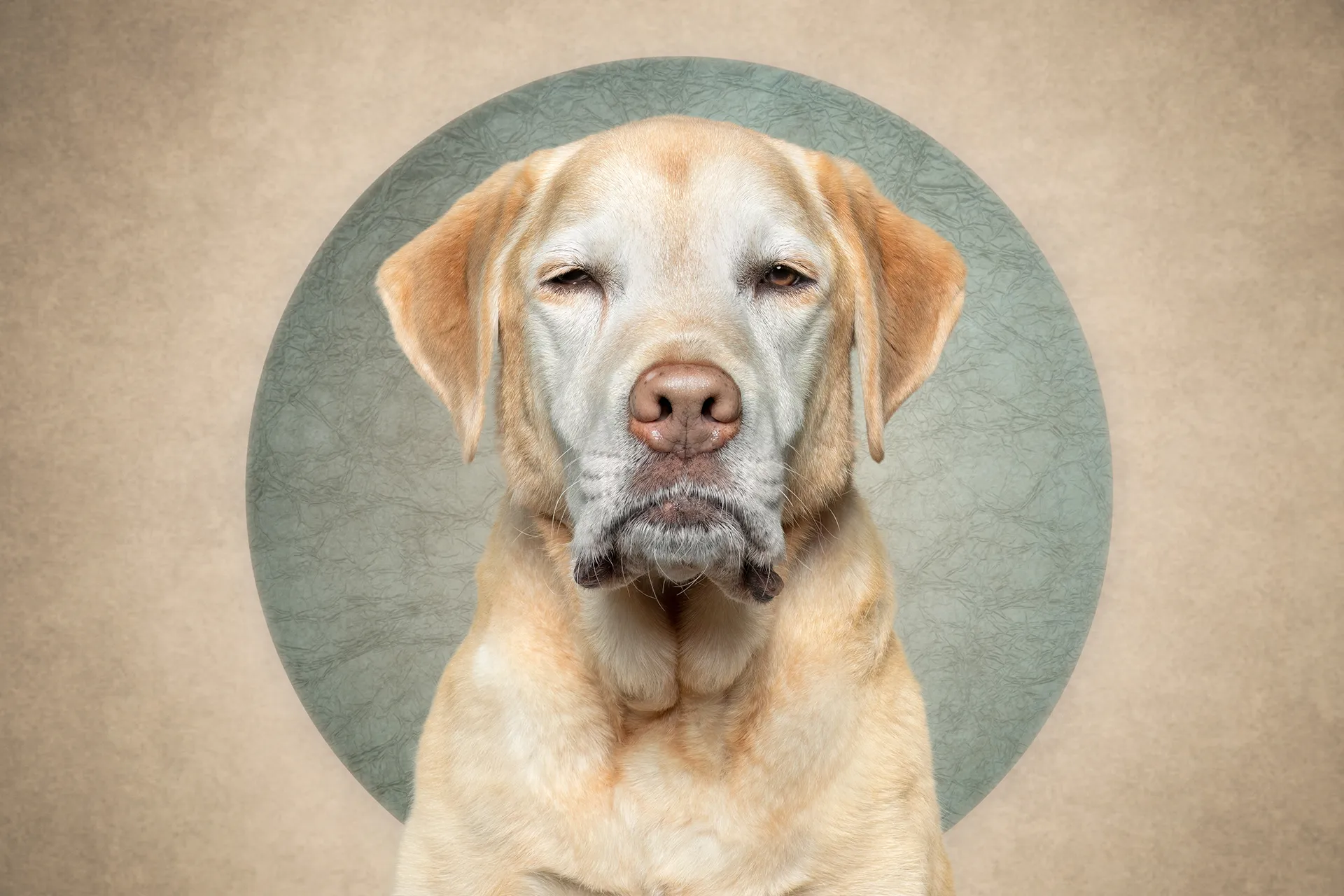 Who cut the cheese? Des portraits de chiens et d'un chat coupable who cut the cheese des portraits de chiens et dun chat coupable 10 labrador who-cut-the-cheese-des-portraits-de-chiens-et-dun-chat-coupable-10-labrador