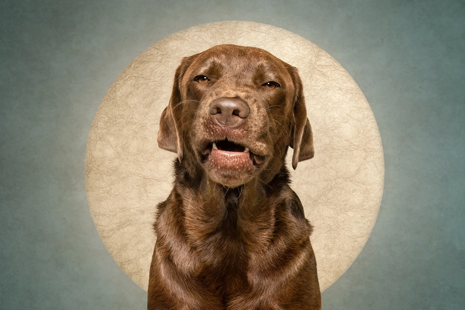 Who cut the cheese? Des portraits de chiens et d'un chat coupable who cut the cheese des portraits de chiens et dun chat coupable 12 labrador who-cut-the-cheese-des-portraits-de-chiens-et-dun-chat-coupable-12-labrador