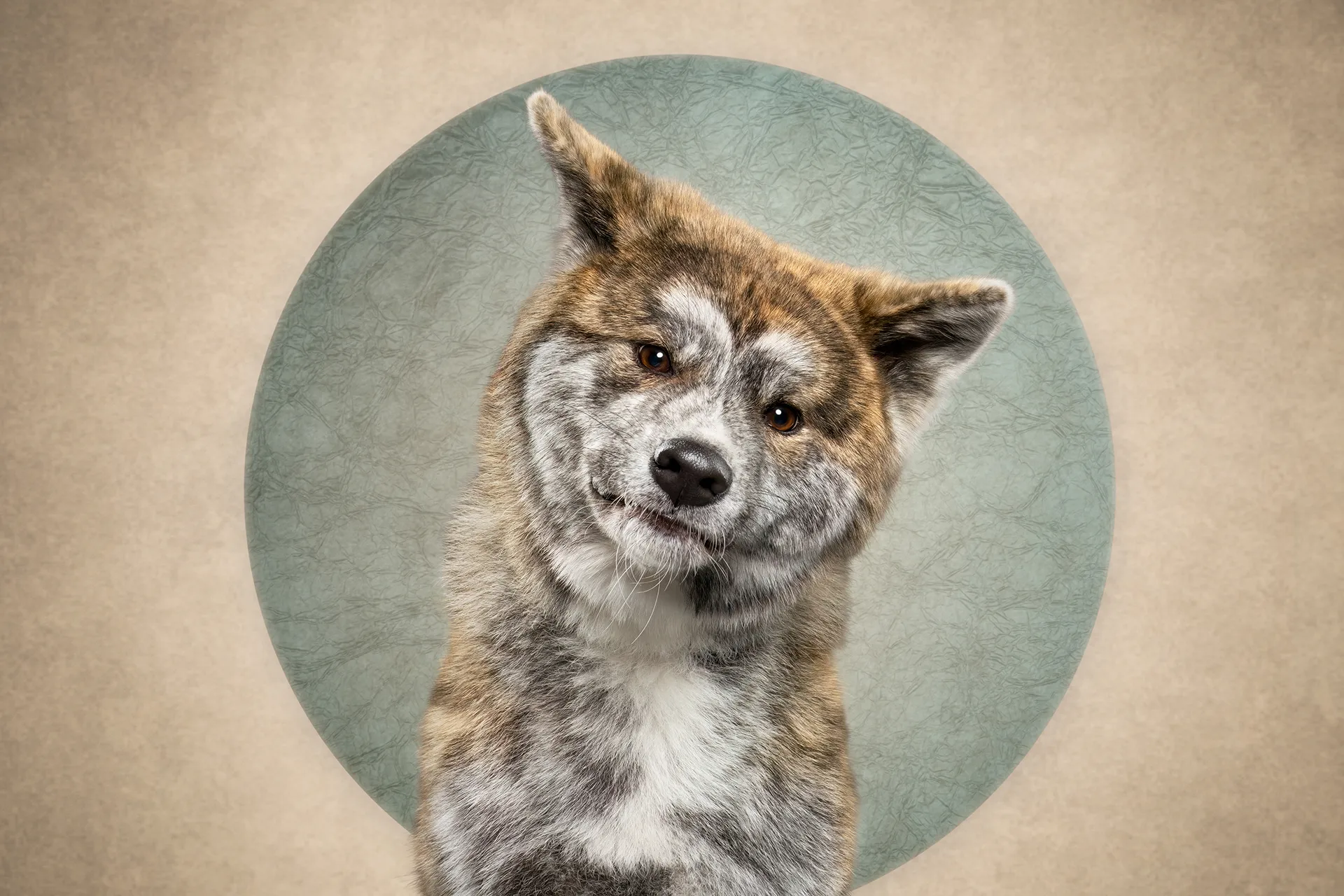 Who cut the cheese? Des portraits de chiens et d'un chat coupable who cut the cheese des portraits de chiens et dun chat coupable 13 akita who-cut-the-cheese-des-portraits-de-chiens-et-dun-chat-coupable-13-akita.