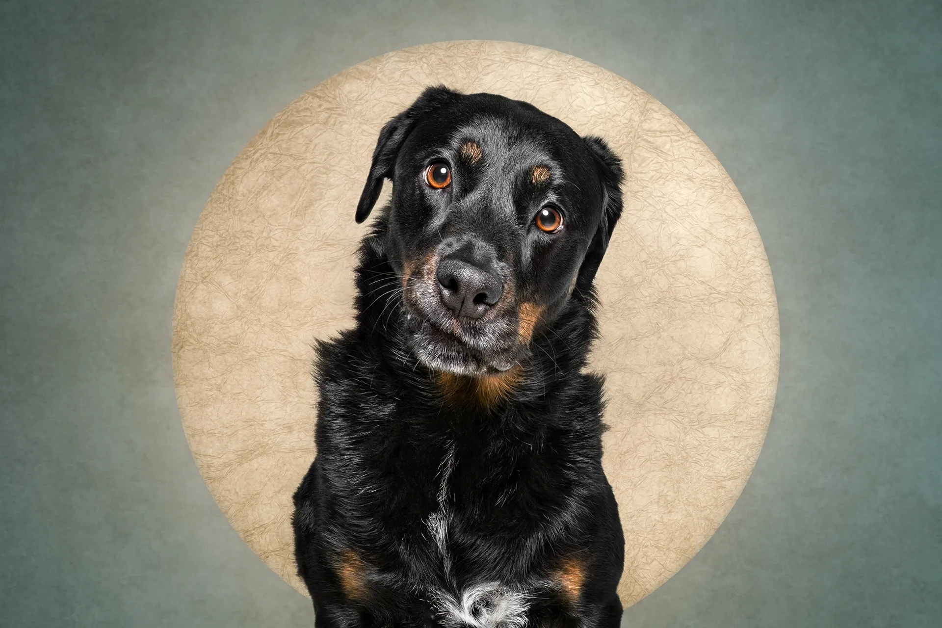 Who cut the cheese? Des portraits de chiens et d'un chat coupable who cut the cheese des portraits de chiens et dun chat coupable 14 rottweiler who-cut-the-cheese-des-portraits-de-chiens-et-dun-chat-coupable-14-rottweiler.