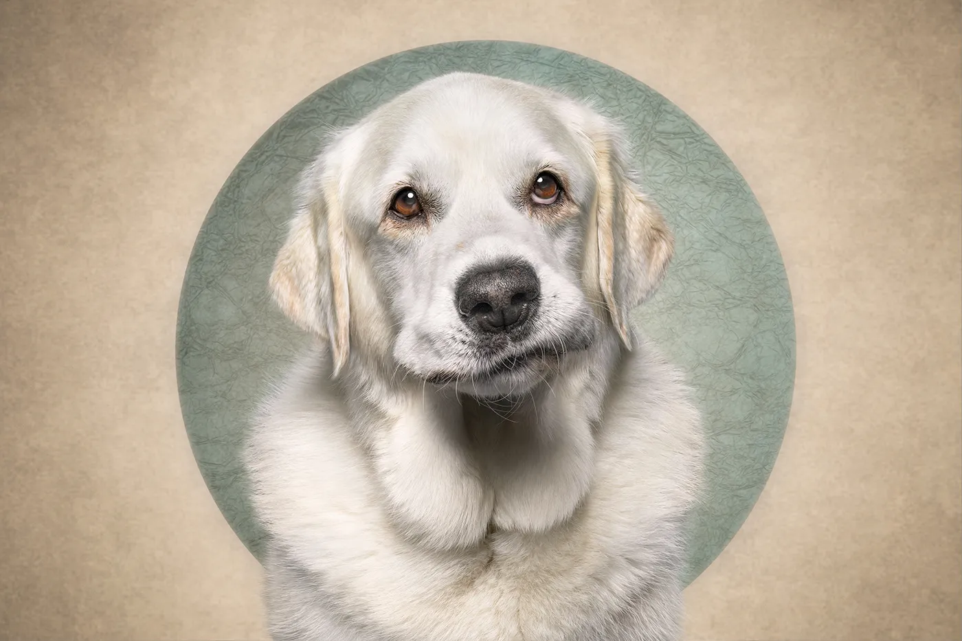 Who cut the cheese? Des portraits de chiens et d'un chat coupable who cut the cheese des portraits de chiens et dun chat coupable 15 golden retriever who-cut-the-cheese-des-portraits-de-chiens-et-dun-chat-coupable-15-golden-retriever