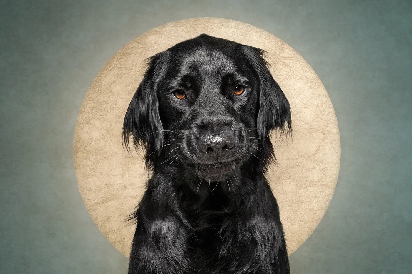 Who cut the cheese? Des portraits de chiens et d'un chat coupable who cut the cheese des portraits de chiens et dun chat coupable 16 labrador who-cut-the-cheese-des-portraits-de-chiens-et-dun-chat-coupable-16-labrador