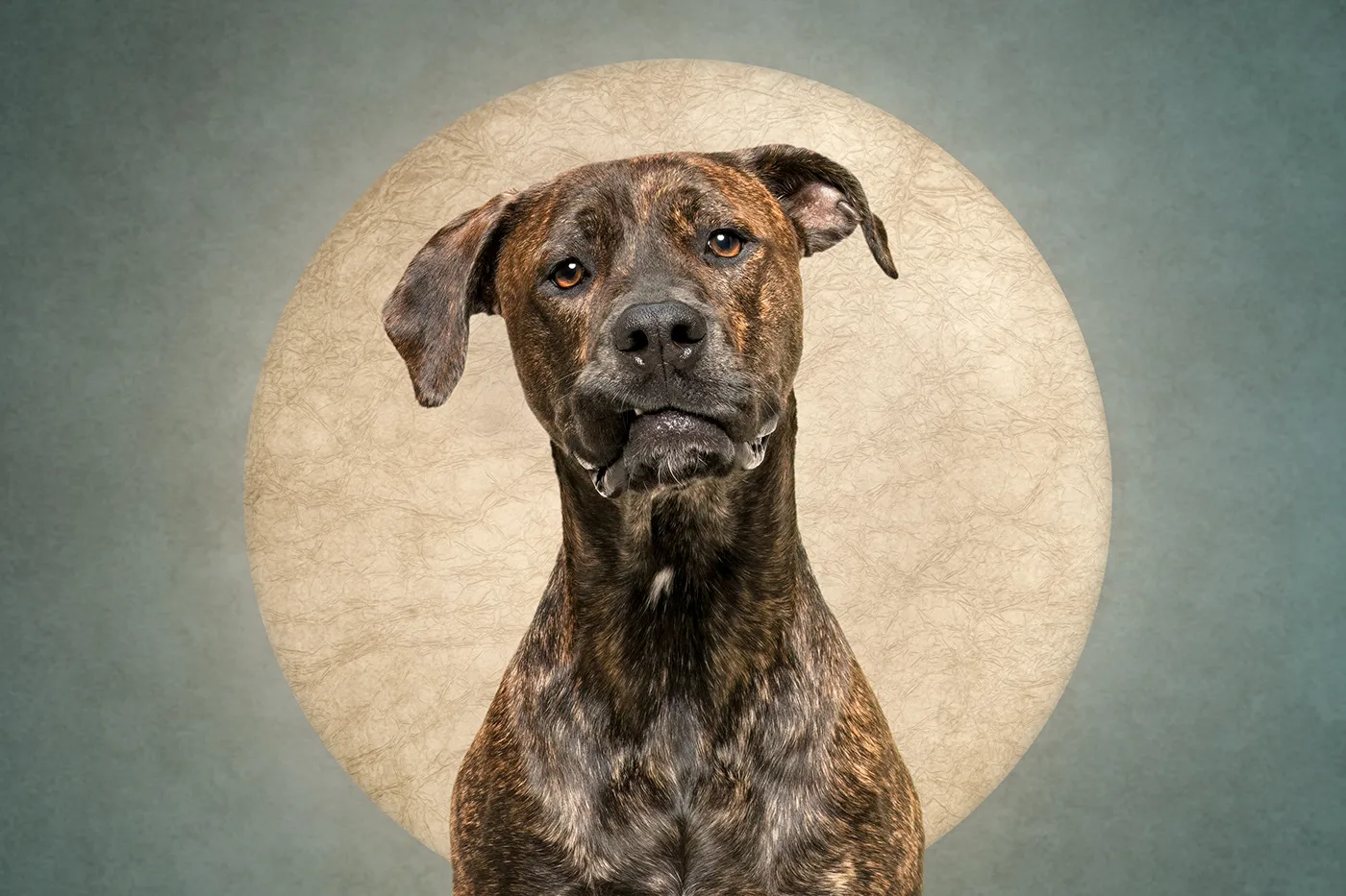 Who cut the cheese? Des portraits de chiens et d'un chat coupable who cut the cheese des portraits de chiens et dun chat coupable 18 wonderdog who-cut-the-cheese-des-portraits-de-chiens-et-dun-chat-coupable-18-wonderdog.