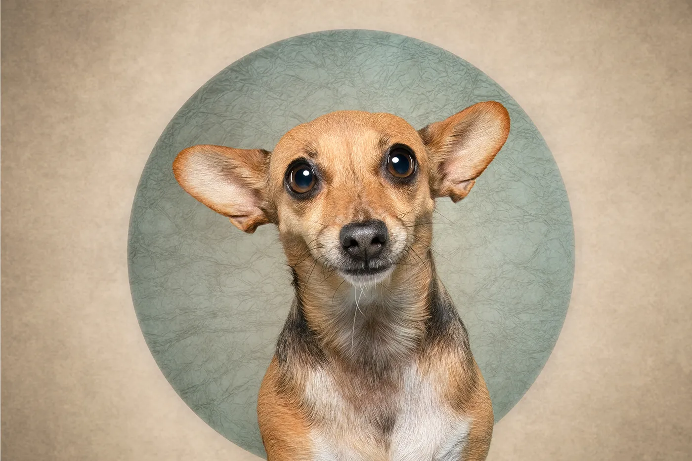 Who cut the cheese? Des portraits de chiens et d'un chat coupable who cut the cheese des portraits de chiens et dun chat coupable 19 chihuahua who-cut-the-cheese-des-portraits-de-chiens-et-dun-chat-coupable-19-chihuahua.