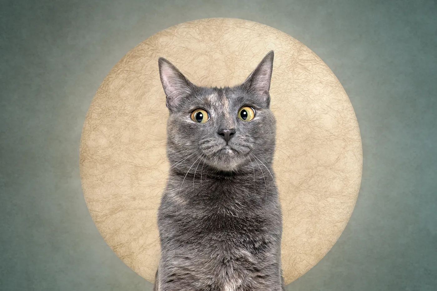 Who cut the cheese? Des portraits de chiens et d'un chat coupable who cut the cheese des portraits de chiens et dun chat coupable 20 chat who-cut-the-cheese-des-portraits-de-chiens-et-dun-chat-coupable-20-chat.